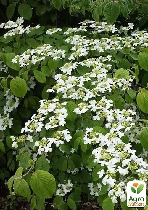 Калина складчатая "Мариези" (Viburnum plicatum "Mariesii") (115244) 1 саженец - фото 3
