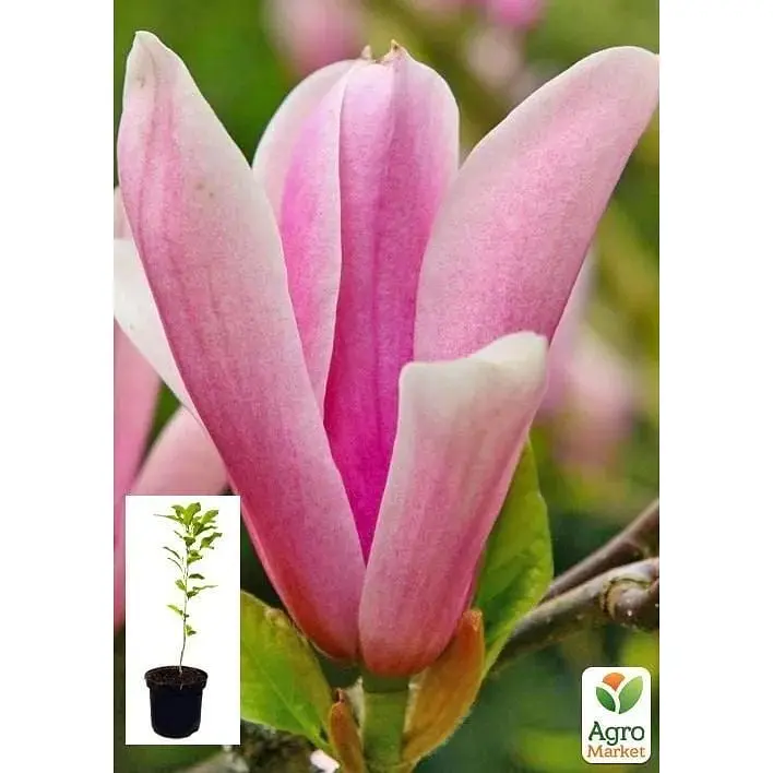 Саженец Agro-Market Магнолия 3-х летняя гибридная Susan (высота 40-50 см) (60481) 1 шт. в упаковке - фото 4
