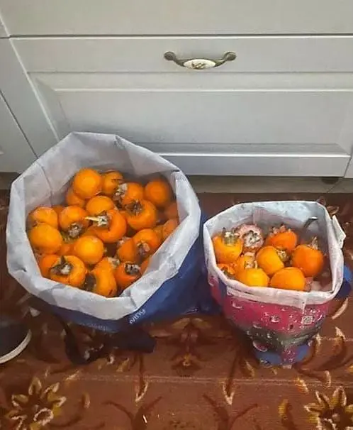 Саджанець Agro-Market Хурма на віргінській морозостійкій підщепі Зенджи мару (Шоколадниця) вищий сорт! (35901) 1 шт. в упаковці - фото 5