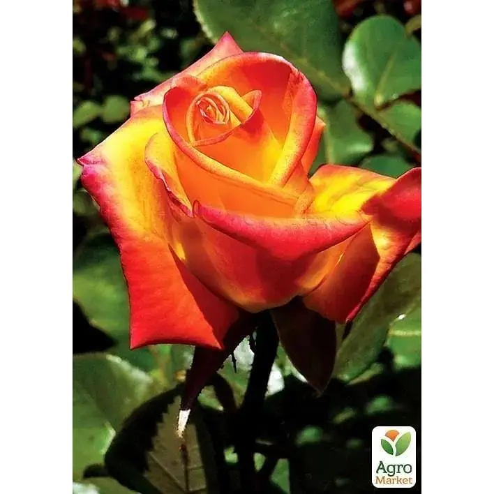 Саженец Agro-Market Роза чайно-гибридная Моника (класс АА+) высший сорт (15986) 1 шт. - фото 3