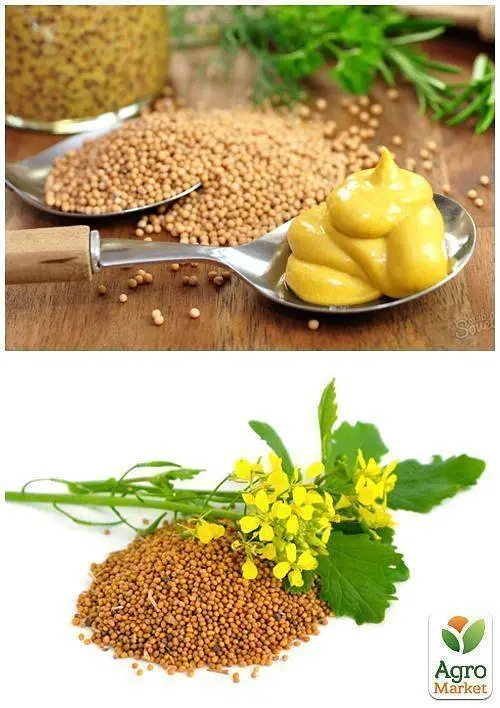 Насіння Agro-Market гірчиця Весна на вагу ціна за 50 г (22482) - фото 2