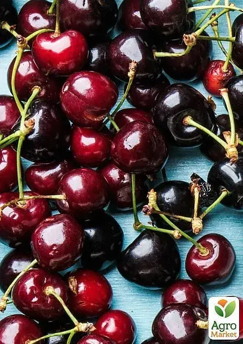 Саджанець Agro-Market Вишня темно-бордова Блаженство (Bliss) (угорська селекція, преміальний високоякісний сорт) 1 шт. в упаковці (43991) - фото 3