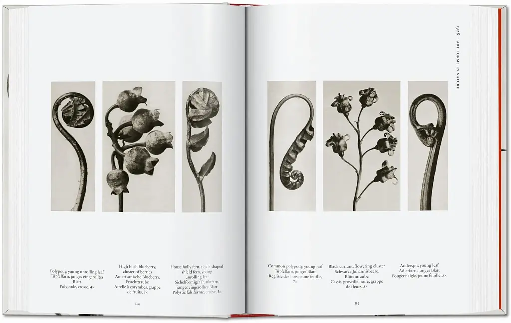 Karl Blossfeldt. The Complete Published Work. 40th Edition - Ганс Крістіан Адам - фото 4