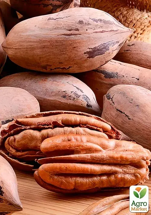 Саджанець Agro-Market Горіх Пекан Barton саджанець 3 роки (невибагливий, високоврожайний) 1 шт. в упаковці (179042) - фото 2