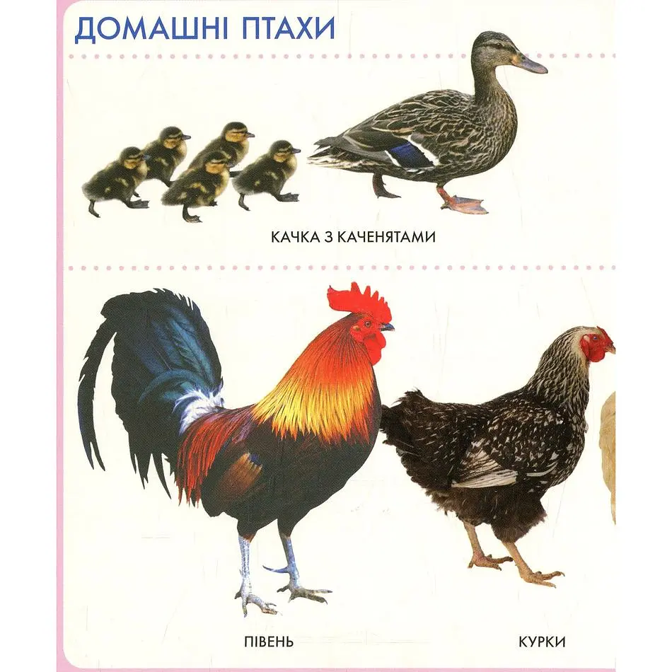 Книга Перо Моя перша книжка Тварини (119529) - фото 10