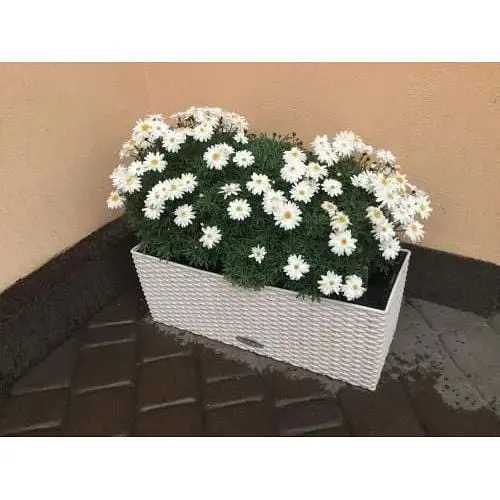 Саженец Agro-Market Аргирантемум Glory Double White (контейнер №10 высота 15 см) (47994) 1 шт. в упаковке - фото 3