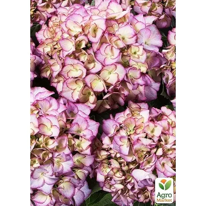 Саджанець Agro-Market Гортензія крупнолиста Adula Lila (183468) 1 шт. в упаковці - фото 2