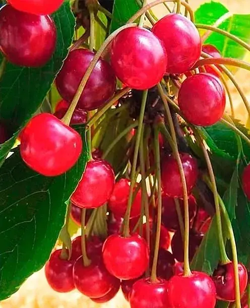 Саженец Agro-Market Черешня Свитхарт (летний сорт, средний срок созревания) (35973) 1 шт. в упаковке - фото 2