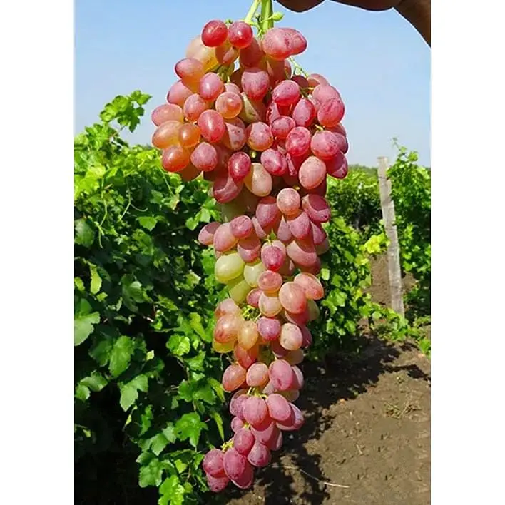 Саджанець Agro-Market Виноград Пам'яті батька (ранньо-середній термін дозрівання) 1 шт. в упаковці (25530) - фото 2