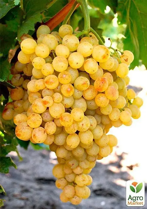 Саджанець Agro-Market Виноград Біле полум'я (кишмиш) 1 шт. в пакуванні (44879) - фото 3