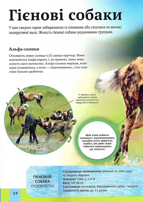 Дитяча енциклопедія хижаків - Алекс Вульф - фото 3