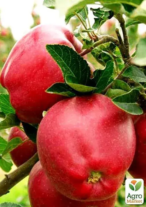 Саджанець Agro-Market Яблуня Роял Ред Делішес (зимовий сорт, пізній термін дозрівання) 1 шт. в упаковці (40027) - фото 3