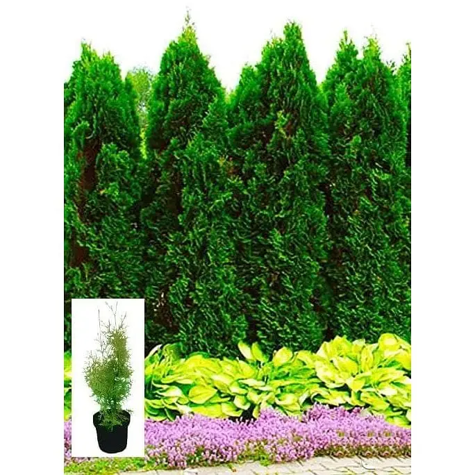Саженец Agro-Market Туя западная Columna С3 высота 50-70 см 1 шт. в упаковке (71734) - фото 2