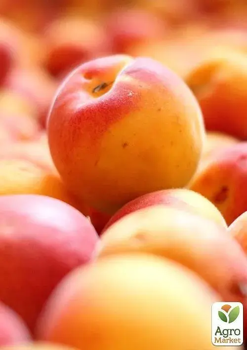 Саженец Agro-Market Абрикос Цунами (летний сорт, ранний срок созревания) 1 шт. в упаковке (39876) - фото 3