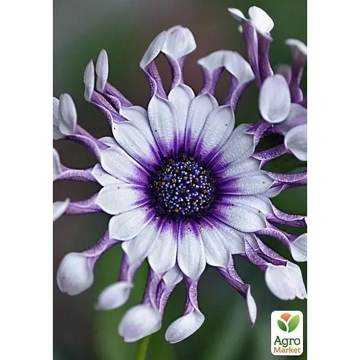 Саженец Agro-Market Остеоспермум White Whirls (контейнер №10 высота 10-20 см) (47978) 1 шт. в упаковке - фото 2