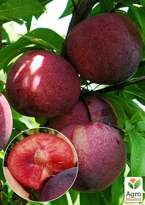 Саженец Agro-Market Слива красномяса Руби Кранч (осенний сорт, поздний срок созревания) 1 шт. в упаковке (182866) - фото 2