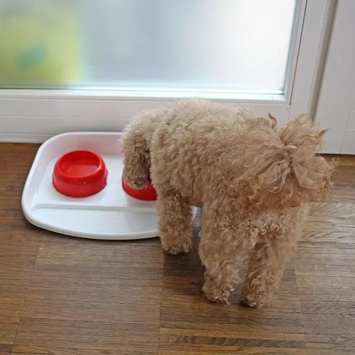 Пластиковий піднос з мисками для котів і собак Ferplast LINDO (FR71910021) - фото 7