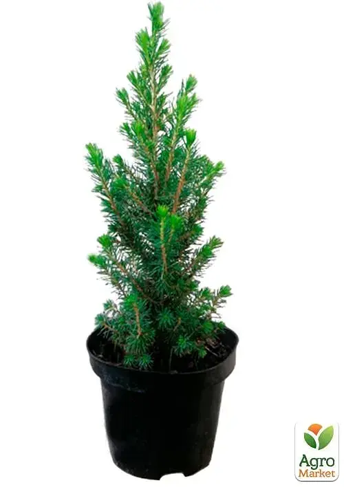 Саженец Agro-Market Ель канадская Conica вазон С1.5 высота 12-25 см 1 шт. в упаковке (102157) - фото 3