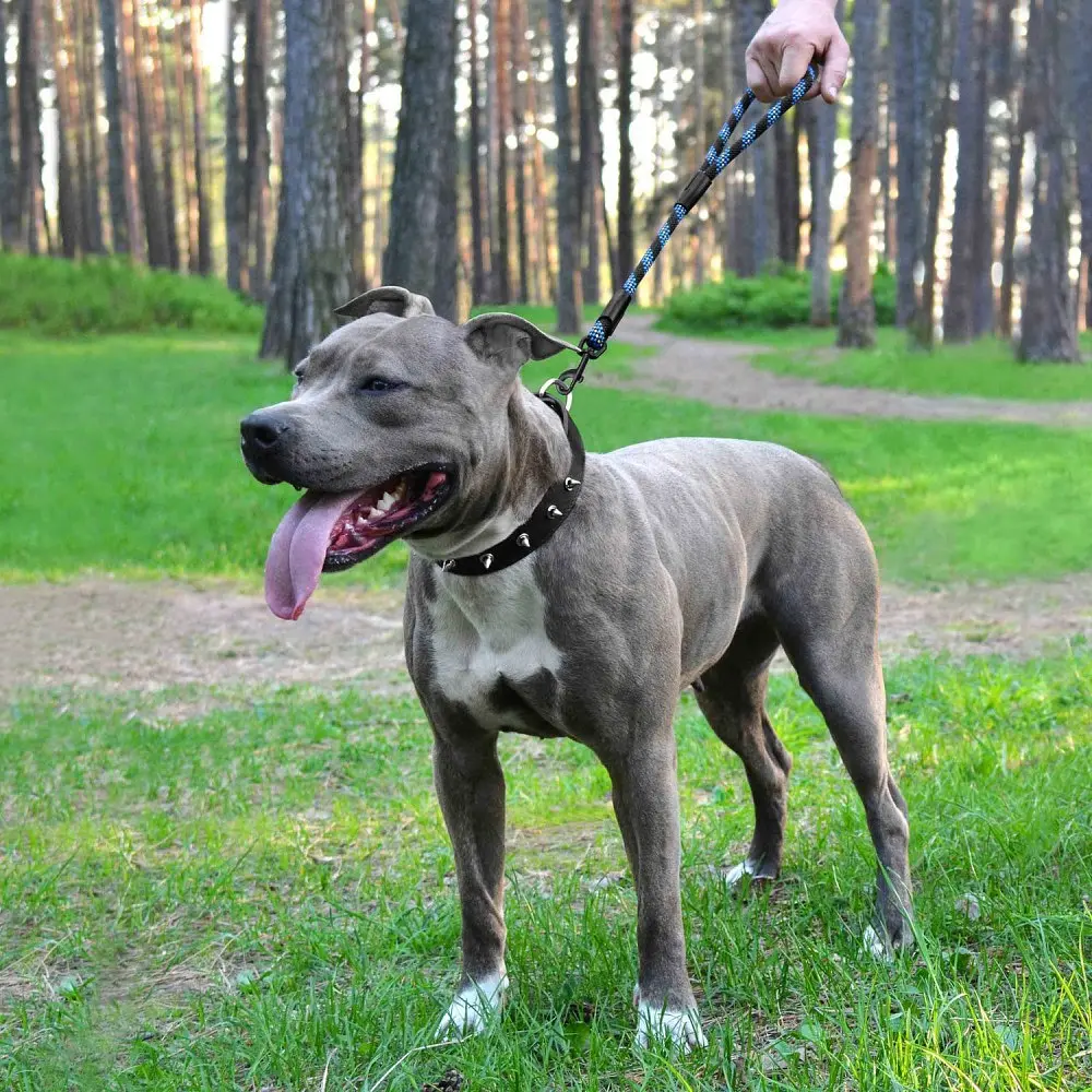 Повідець для собак BronzeDog L/XL альпіністський шнур синій 51 см 56182 - фото 4