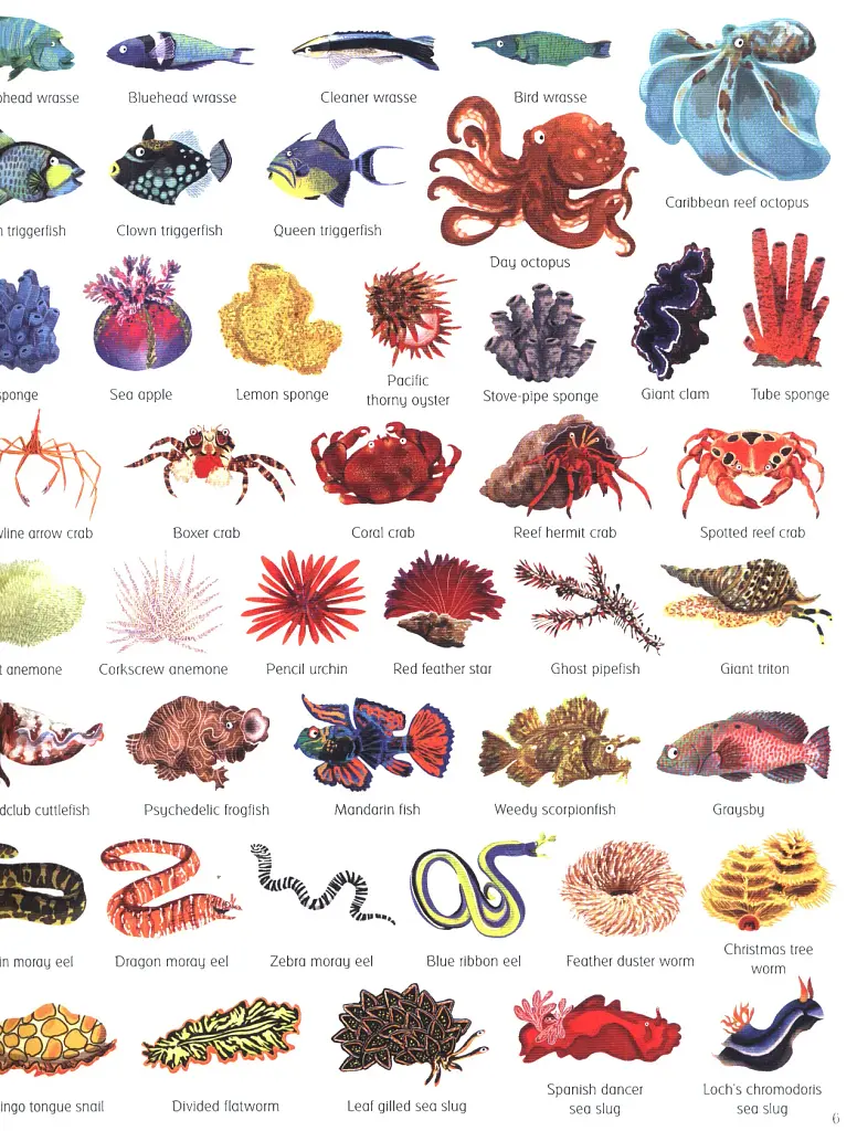 1000 Things Under the Sea - фото 6