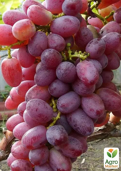 Саджанець Agro-Market Виноград Кримсон Сідліс (кишмиш, середньо-пізній термін дозрівання) 1 шт. в пакуванні (48708) - фото 2