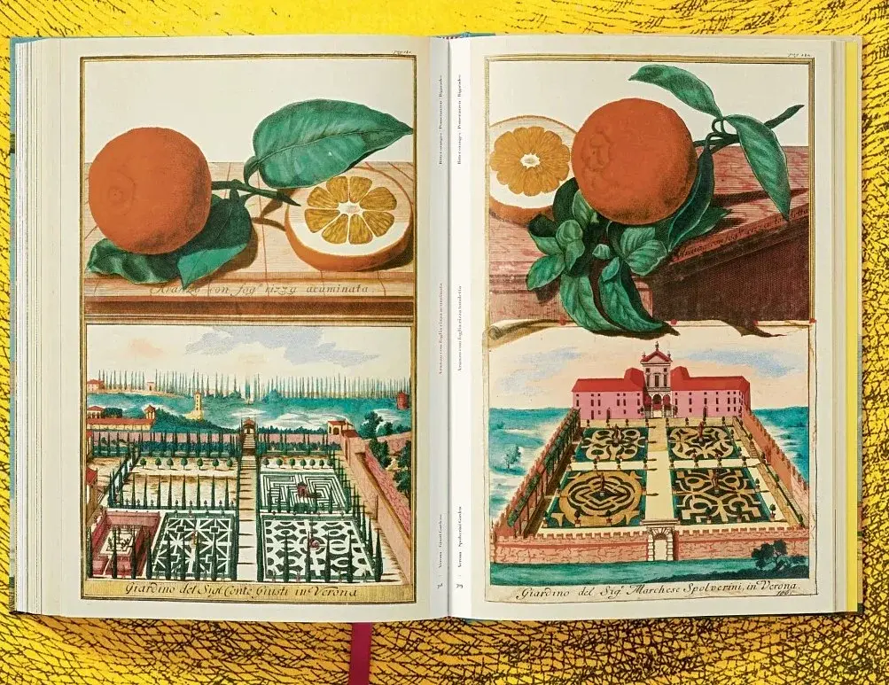 J. C. Volkamer. The Book of Citrus Fruits - фото 12