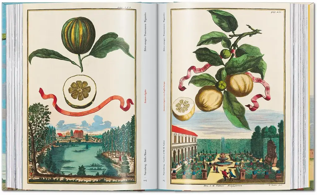 J. C. Volkamer. Book of Citrus Fruits. 45th Edition - фото 8