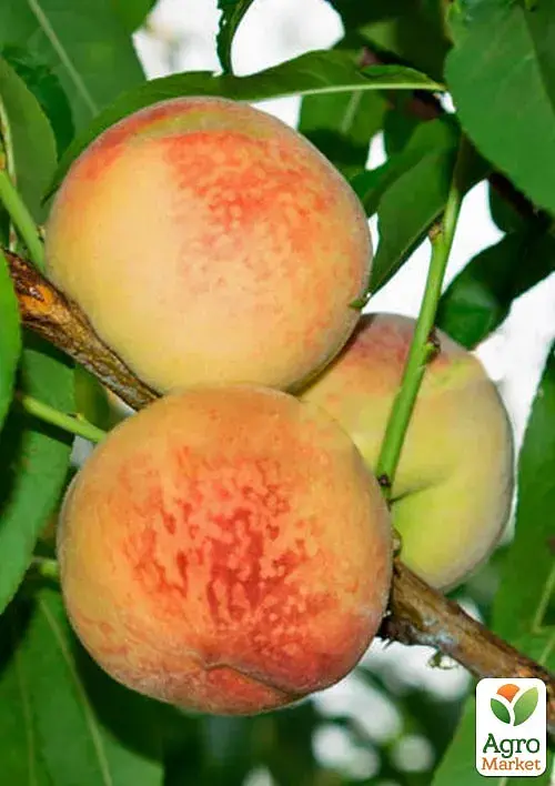 Саженец Agro-Market Персик Волшебник (крупноплодный сорт, ранний срок созревания) 1 шт. в упаковке (178437) - фото 2
