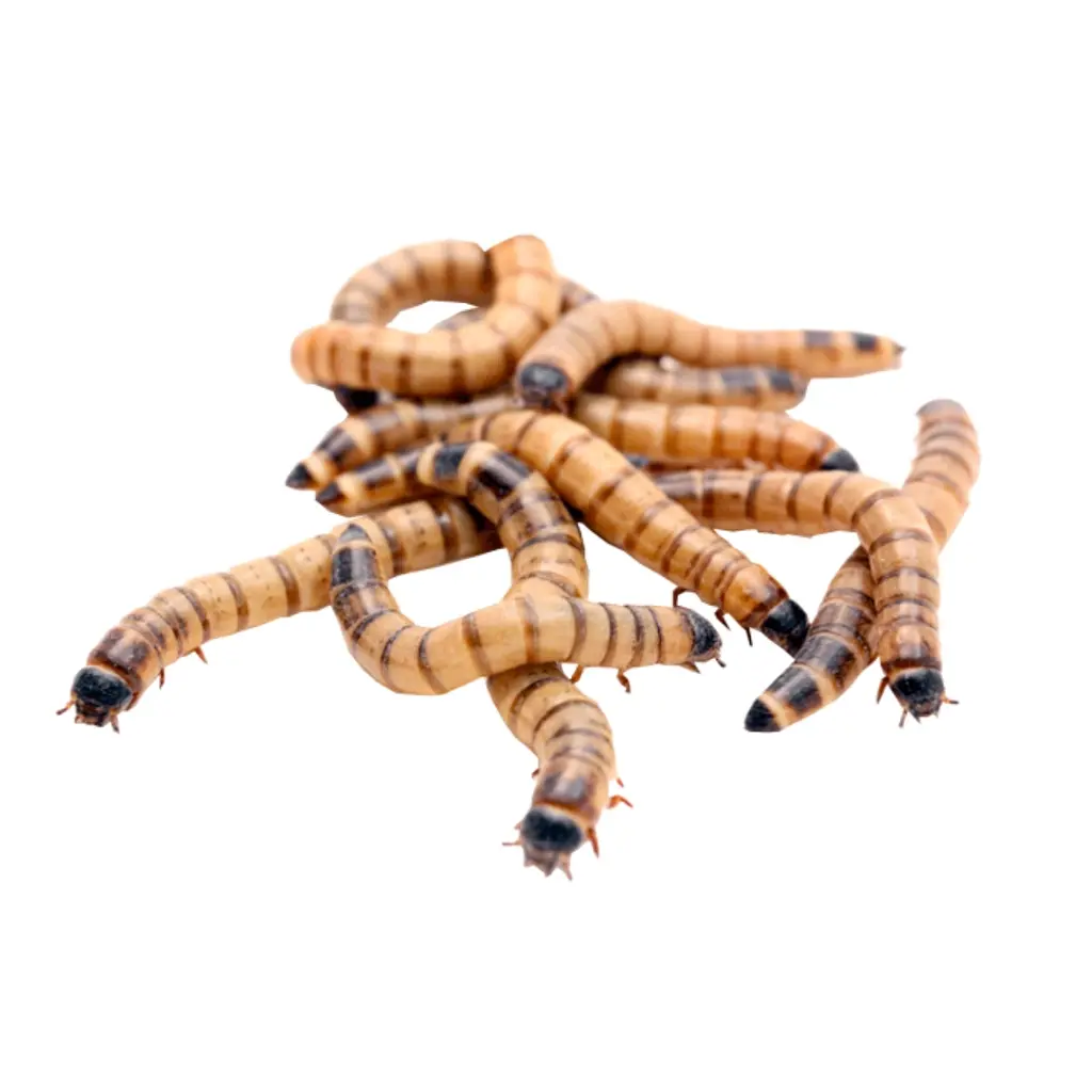 Живий корм для тварин Зофобас набір 100 шт 88055