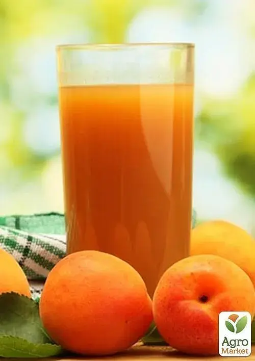 Саженец Agro-Market Абрикос Цунами (летний сорт, ранний срок созревания) 1 шт. в упаковке (39876) - фото 4