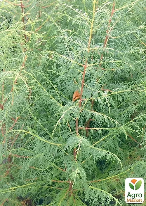 Кіпаріс Гімалайський 3-х річний (Cupressus Torulosa) С1,5 висота 70-80см (176356) 1 саджанець - фото 3