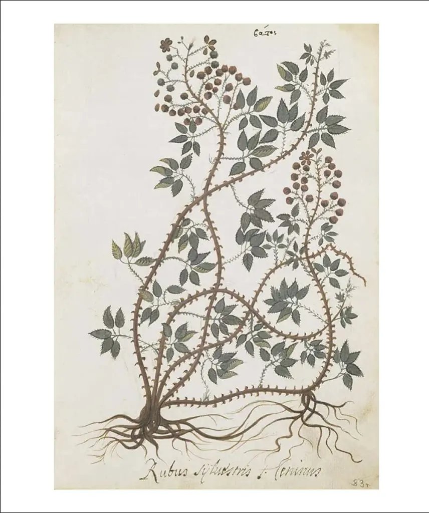 The Science of Plants - фото 9