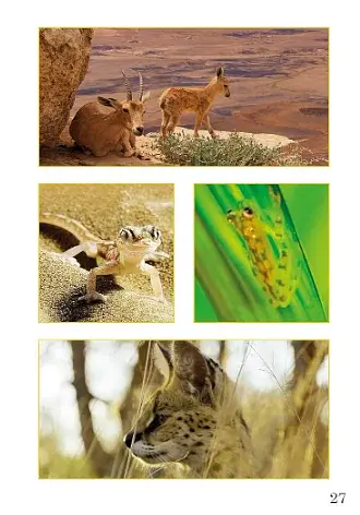 Ladybird Readers. Level 1. Animal Colors - фото 3