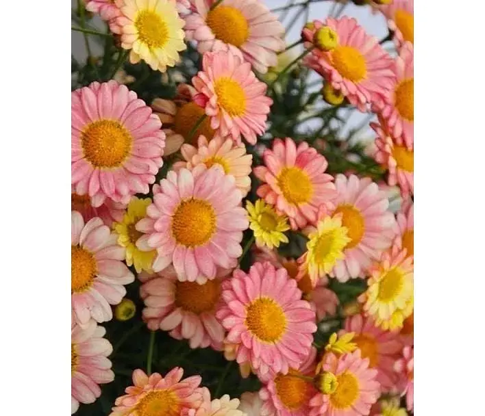Саженец Agro-Market Аргирантемум Aramis Apricot (контейнер №10 высота 15 см) (52253) 1 шт. в упаковке - фото 1