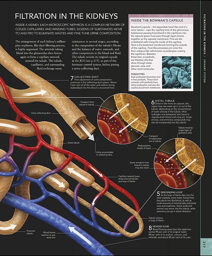 The Human Body Book - фото 13