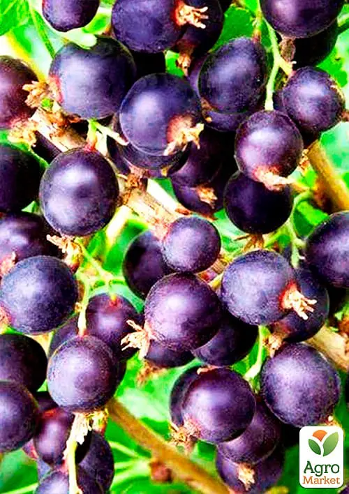 Саджанець Agro-Market Йошта гібрид смородини-Аґрусу Бонн (ранній термін дозрівання) 1 шт. в пакуванні (36901) - фото 2