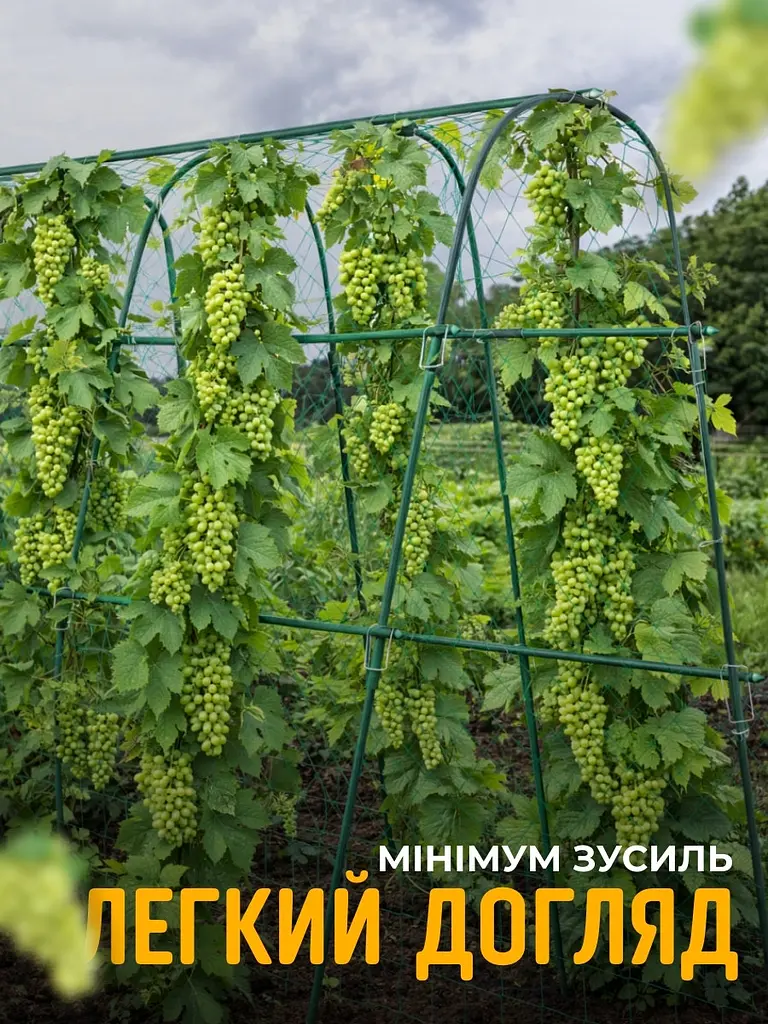 Садова опора-арка для витких рослин з сіткою (2.4 м) — Металевий каркас для огірків, квітів, винограду та клематисів - фото 5