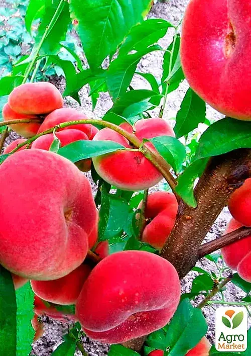 Саджанець Agro-Market Інжирний персик Сатурн (літній сорт, середній термін дозрівання) 1 шт. в упаковці (25783) - фото 2