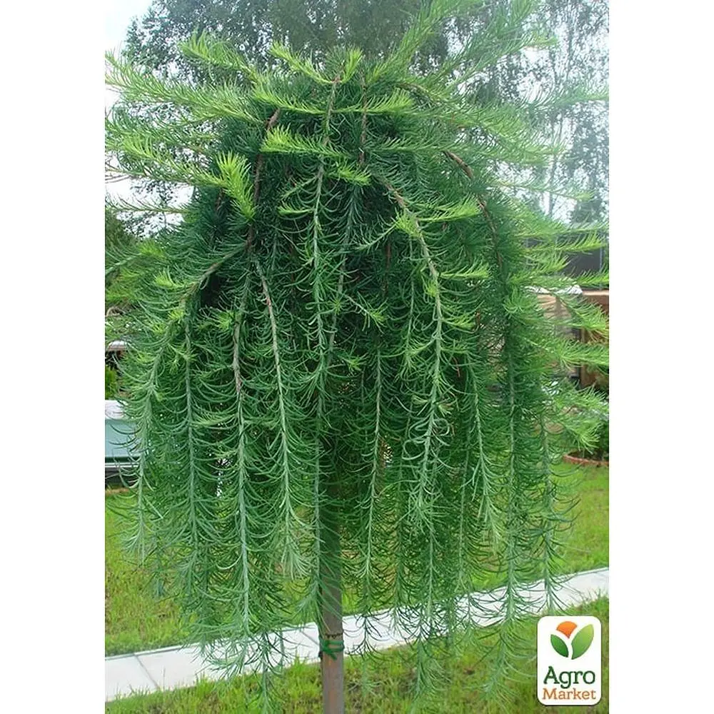 Саженец Agro-Market Лиственница японская на штамбе 3-х летняя Stiff Weeper (С1,5 высота штамба 40-50см) (176357) - фото 2