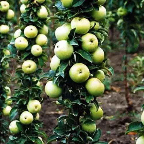 Саженец Agro-Market Яблоня колоновидная Малышка (летний сорт, ранний срок созревания) (46269) 1 шт. в упаковке - фото 2