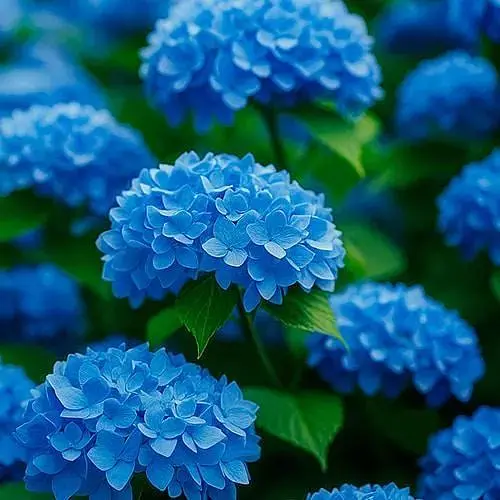 Гортензия крупнолистая 2-х летняя "Nico Blue" высота саженца 20-40см (152978) 1 саженец - фото 1