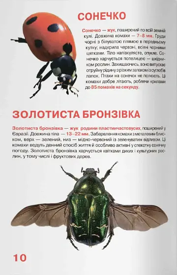 Велика книжка. Комахи - Олег Зав'язкин - фото 4