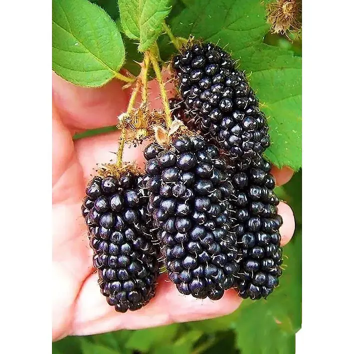 Саджанець Agro-Market Ожина рання великоплідна Карака Блек (Karaka Black®) 1 шт. в упаковці (24082) - фото 2