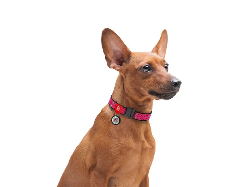 Ошейник для животных WAUDOG Nylon "Арбуз" металлическая пряжка-фастекс L (5148) - фото 6