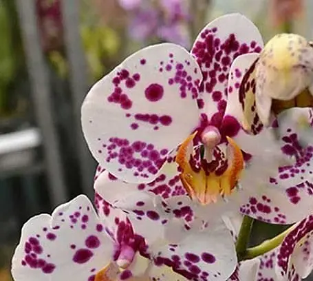 Саджанець Agro-Market Орхідея (Phalaenopsis) Leo (50229) 1 шт. в упаковці (кімнатний) - фото 2