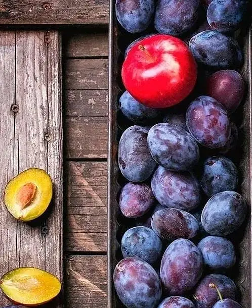 Саджанець Agro-Market Слива Топ Хіт (осінній сорт, пізній термін дозрівання) (39979) 1 шт. в упаковці - фото 3