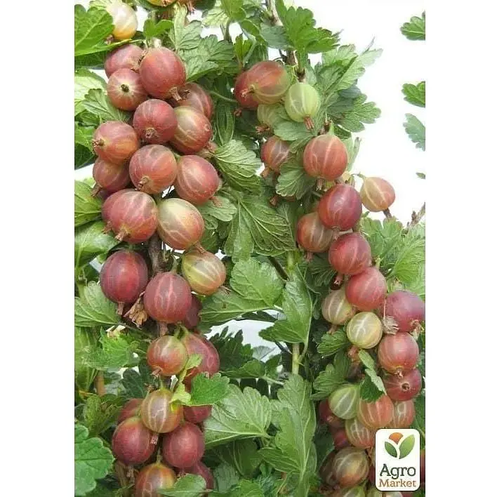 Саженец Agro-Market Крыжовник на штамбе Неслуховский (ранний срок созревания, крупноплодный) (43072) 1 шт. - фото 2