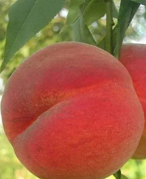 Саджанець Agro-Market Персик Соковитий (літній сорт, середній термін дозрівання) (25752) 1 шт. в упаковці - фото 2