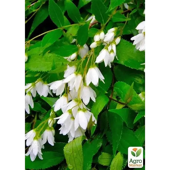 Саженец Agro-Market Дейция изящная Nikko (177160) 1 шт. в упаковке - фото 3