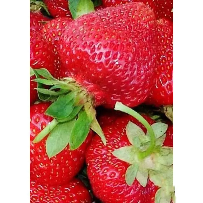 Саджанець Agro-Market Полуниця Зенга Зенгана (Senga Sengana) 5шт (середньо-пізній термін дозрівання) (40395) - фото 5